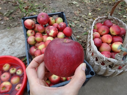 リンゴ　大収穫