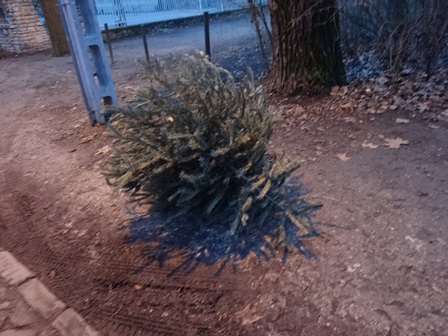 クリスマスツリーだった。