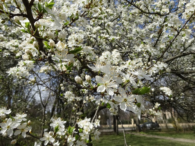 広場の桜もどき