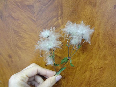 綿毛の植物