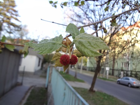 プラタナス　花