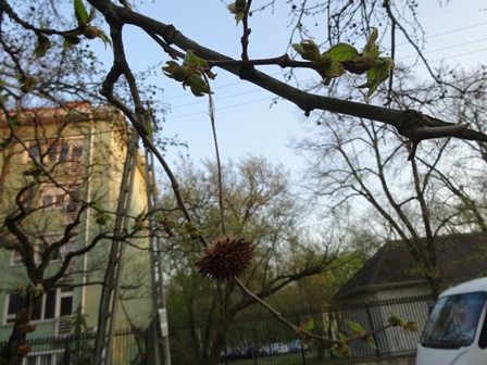 プラタナス半欠け