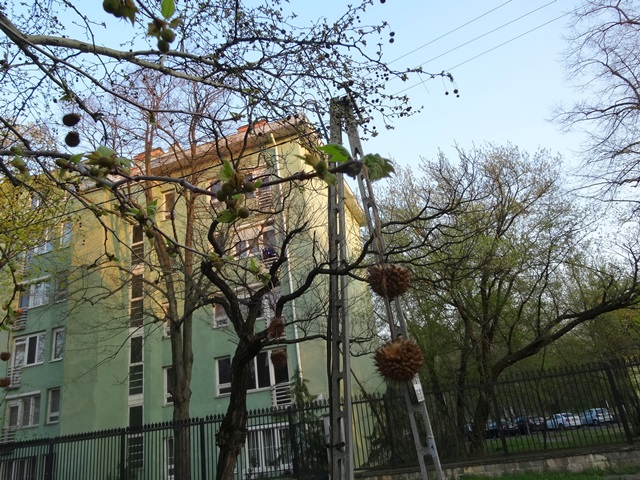 プラタナス チョイ欠け