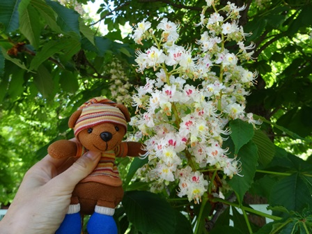 ゲステニェの花とシャインくん
