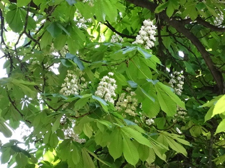 ゲステニェの花