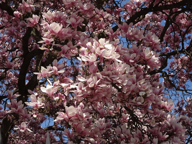 4月11日マグノリア3