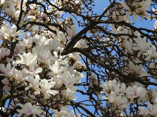 4月11日マグノリア8