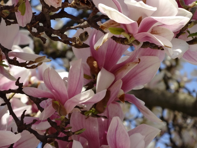 4月11日マグノリア6