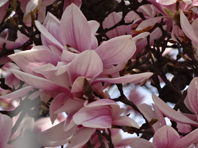 4月11日マグノリア5