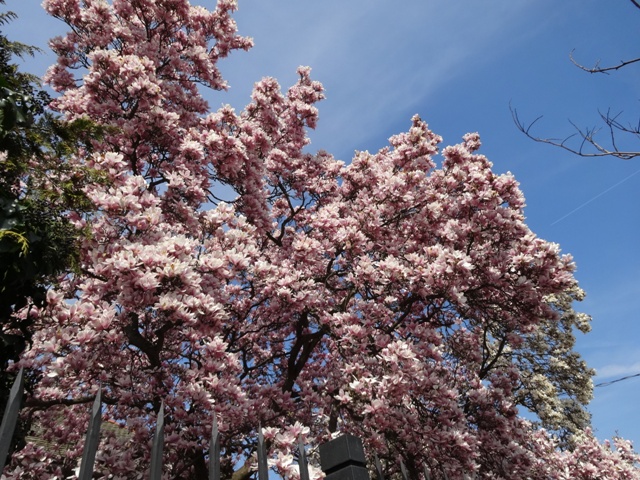 4月11日マグノリア2