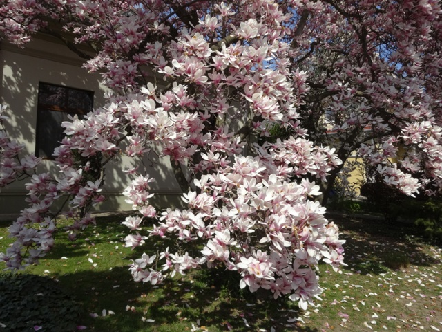 4月11日マグノリア7