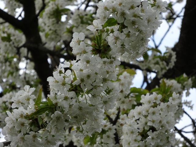 チェレスニェ花