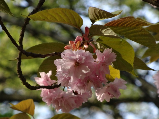 桜