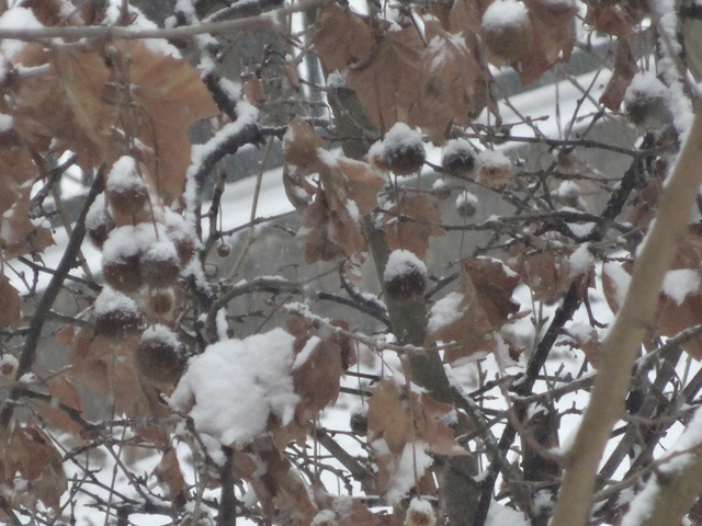 雪ぼうし