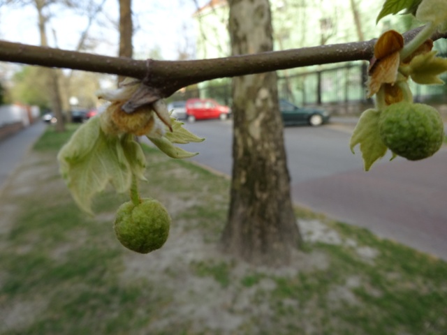 プラタナスの花芽