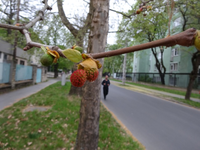 プラタナスの開花