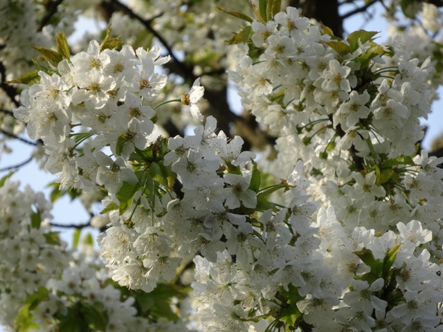 サクランボの花3