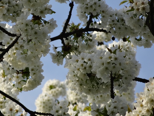 サクランボの花2