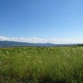ヒマワリ畑