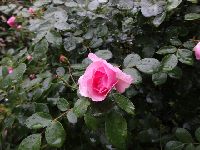 薔薇3