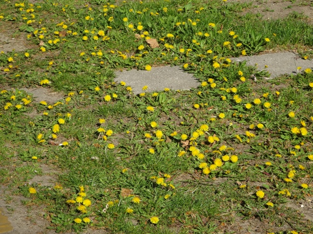 タンポポの大群
