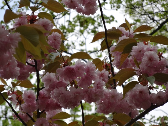 八重桜咲いた