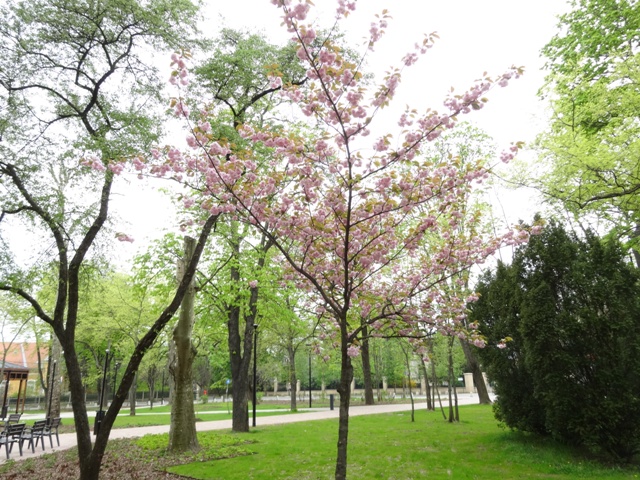 八重桜