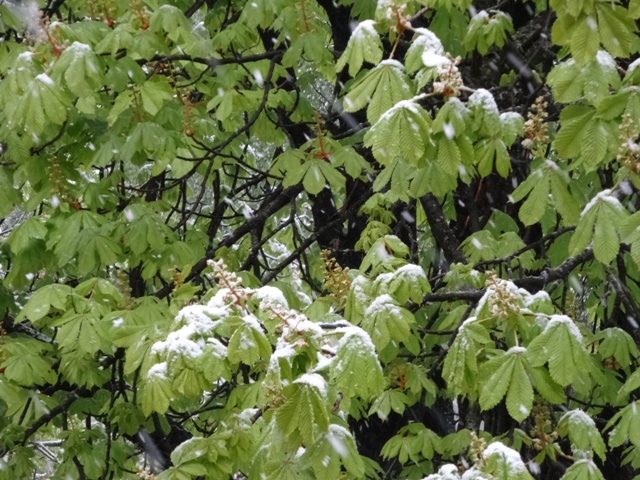 若葉に雪