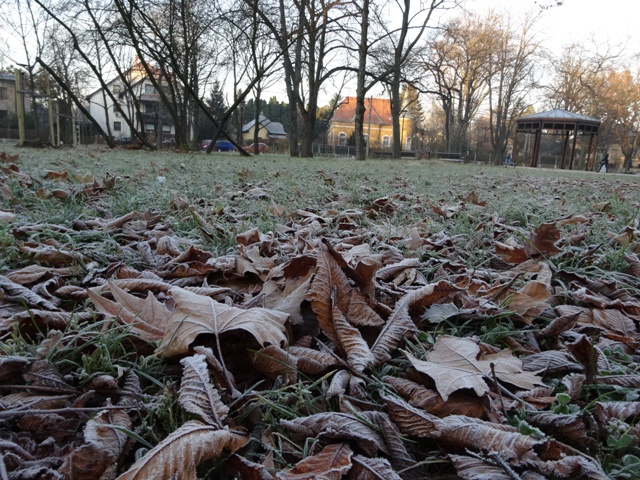 霜の朝