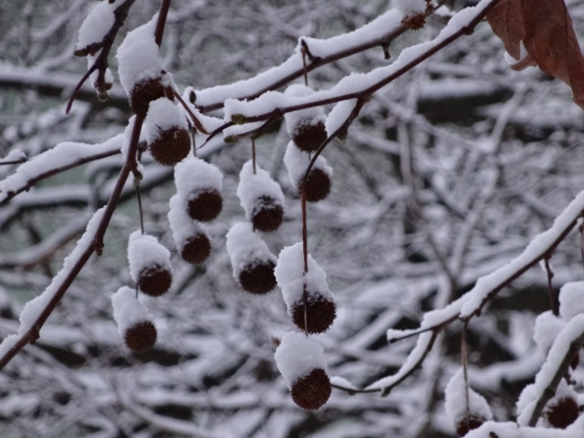 雪の日の妖精