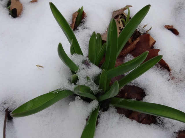 雪に埋もれるヒヤシンス