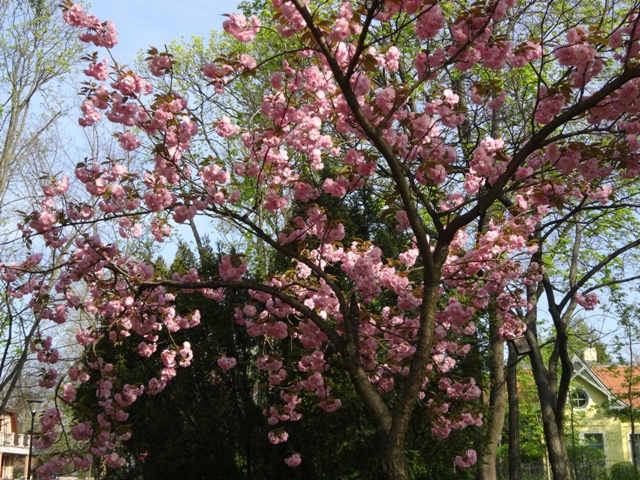 八重桜2