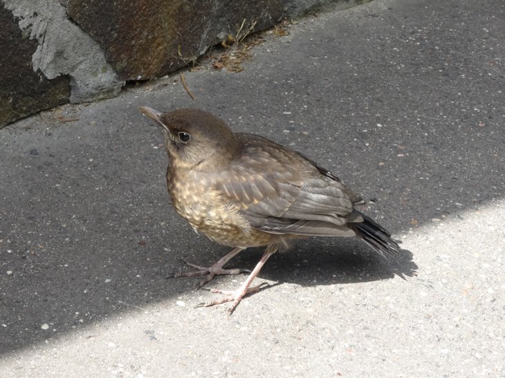 野鳥４