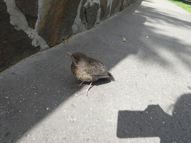 野鳥３