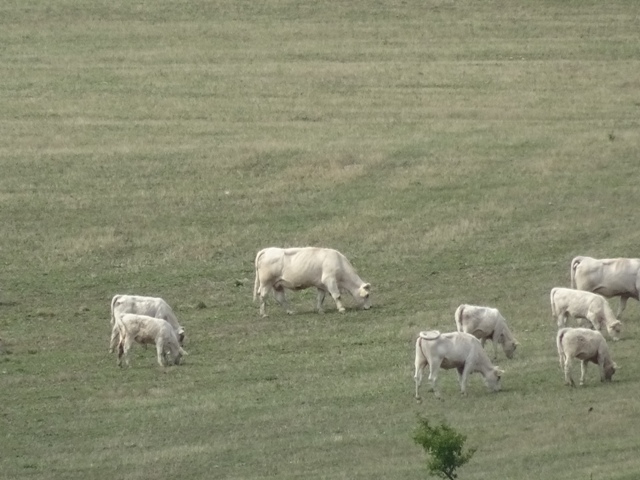 スロヴァキアの牛