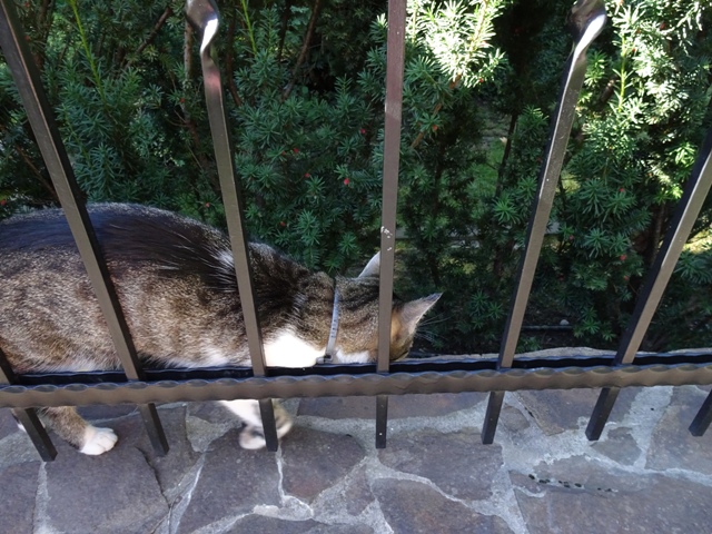 ニャー、そっけない