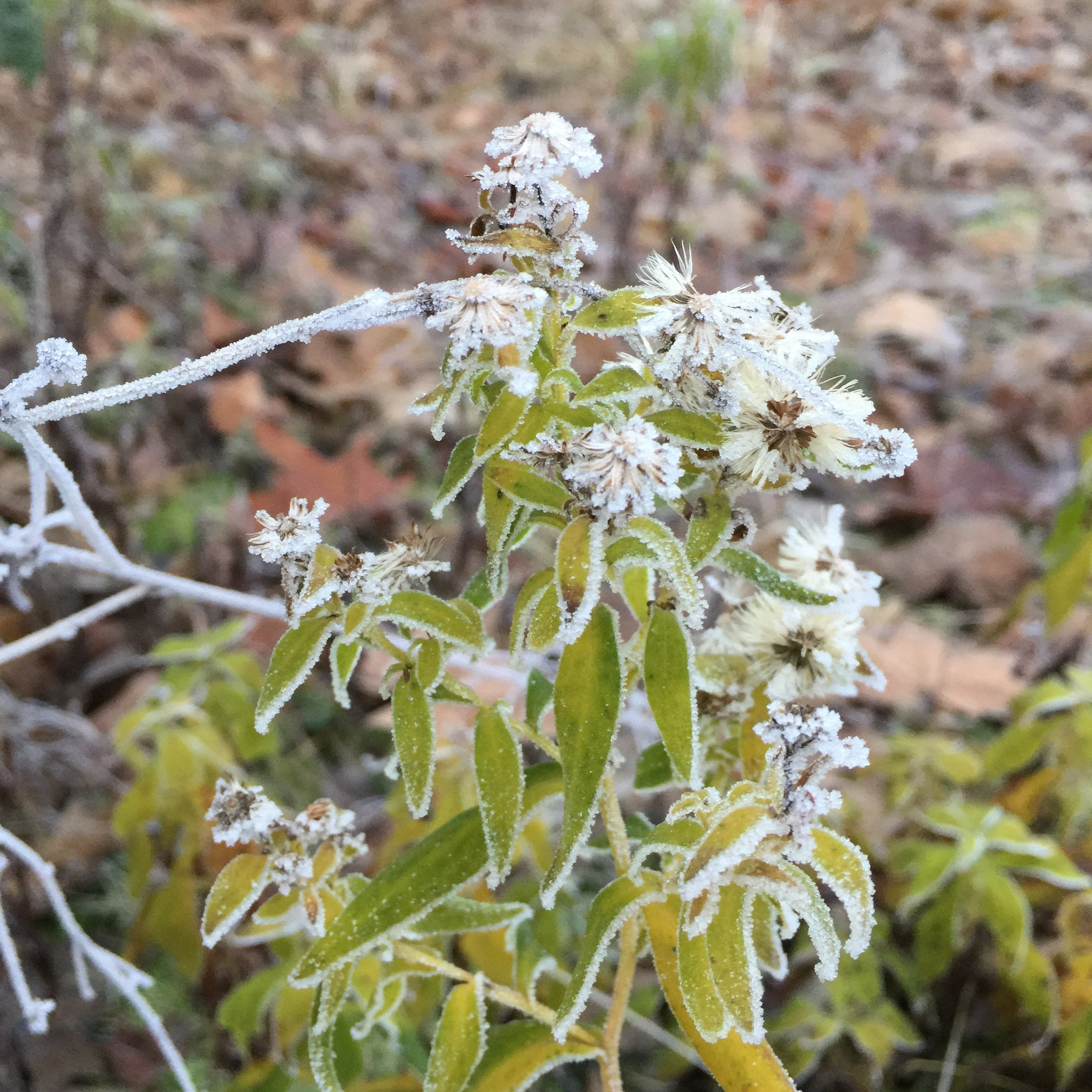樹氷の花