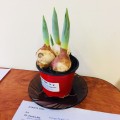 チューリップの鉢