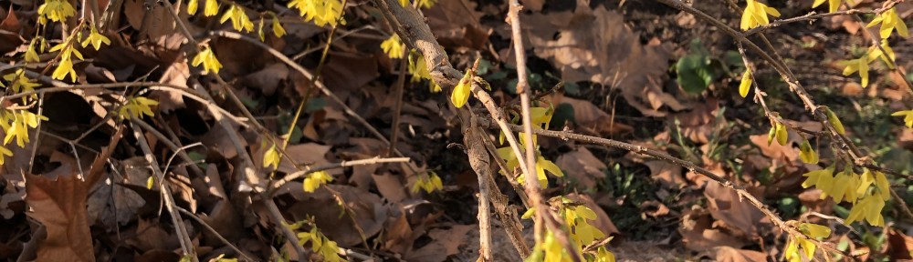 レンギョウ　2020年3月16日