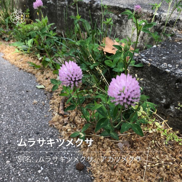 ムラサキツメクサ