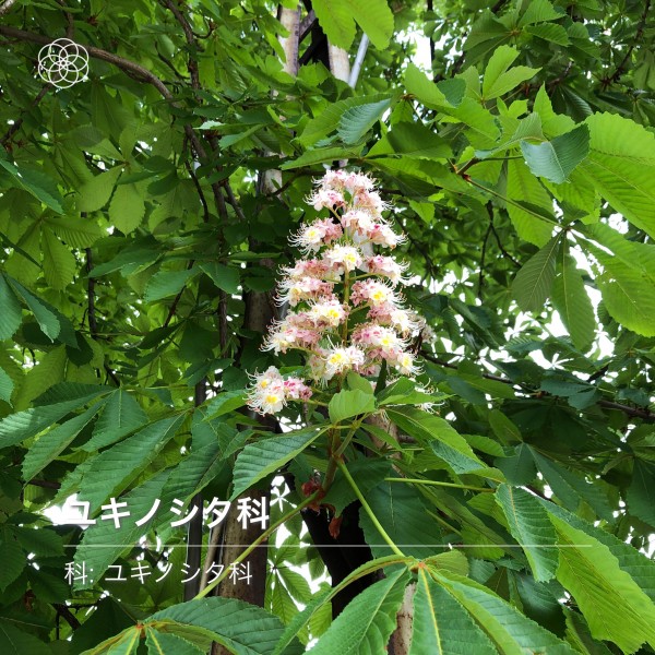 マロニエ