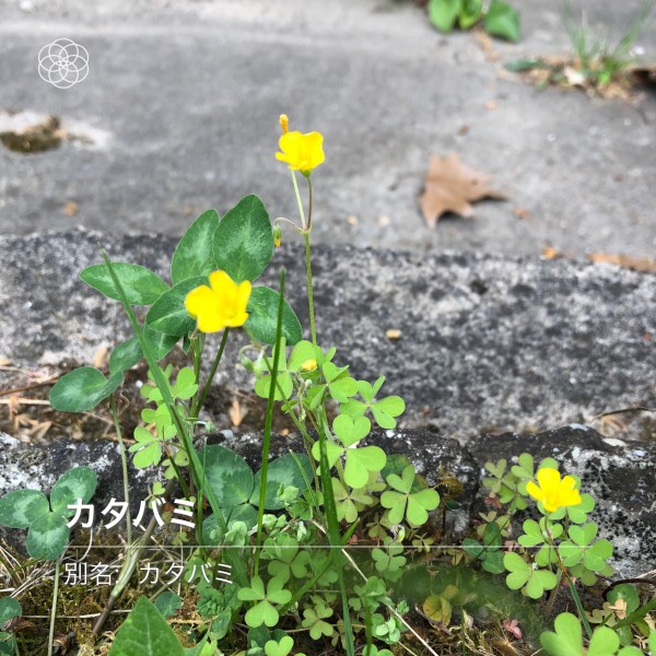 カタバミ