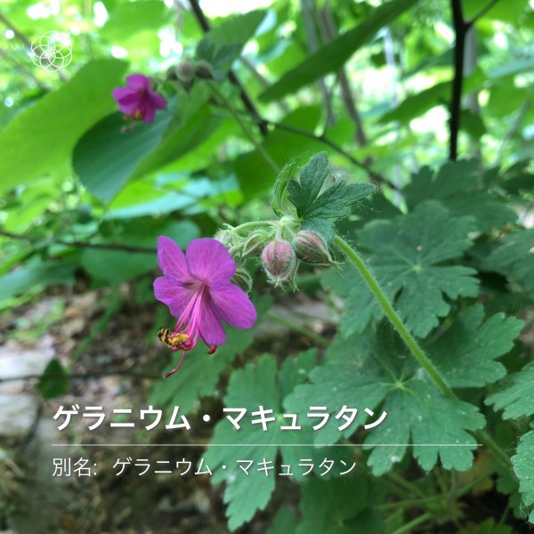 ゲラニウム