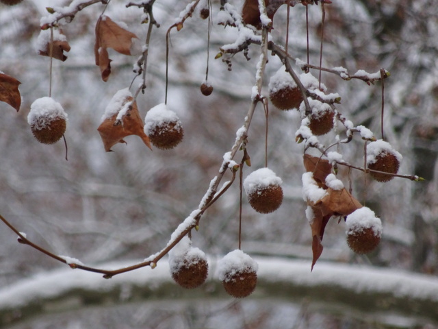 雪帽子