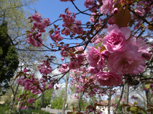 八重桜