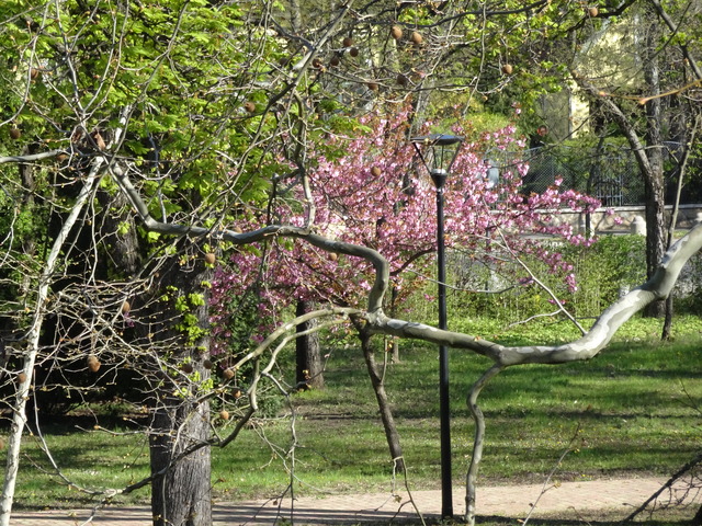 桜開花