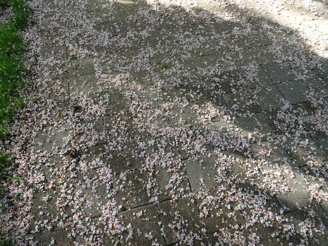 マロニエの花びら