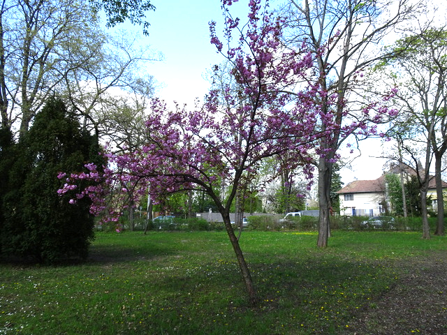 八重桜