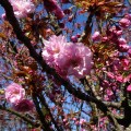 大使館の八重桜