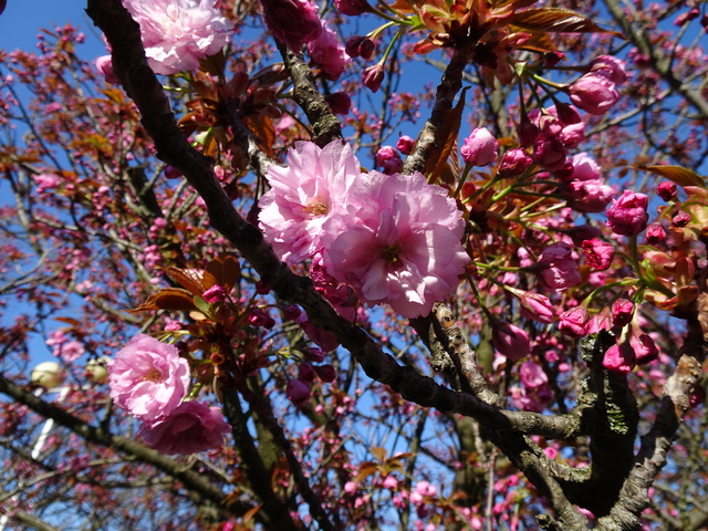 大使館の八重桜